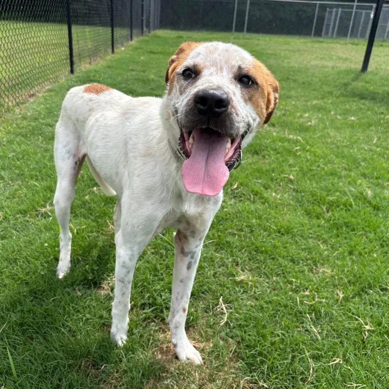 An adult medium-sized male White / Cream Labrador Retriever dog named Wrangler for adoption in Cabot, AR