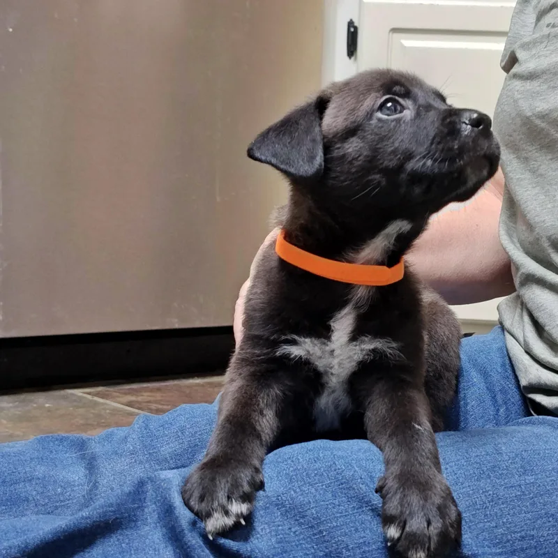 Johnny Cougar thumbnail 3