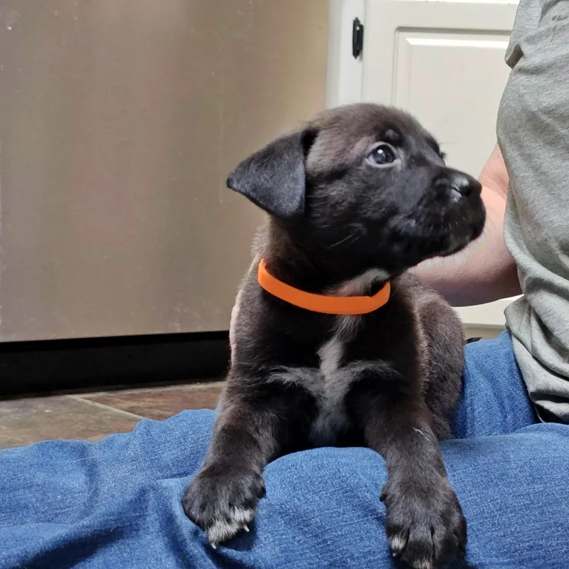 Johnny Cougar thumbnail 4