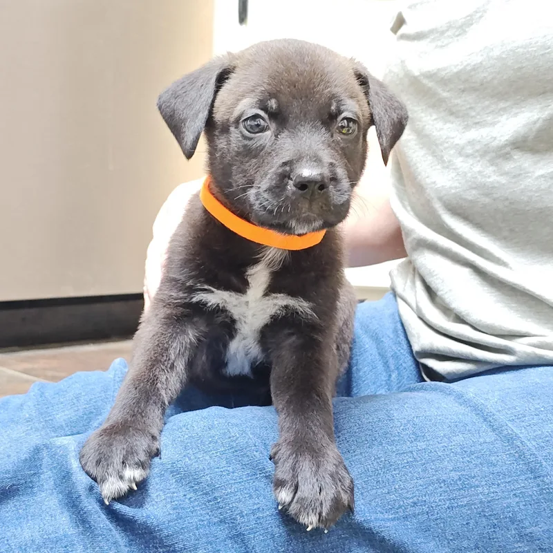 Johnny Cougar thumbnail 5