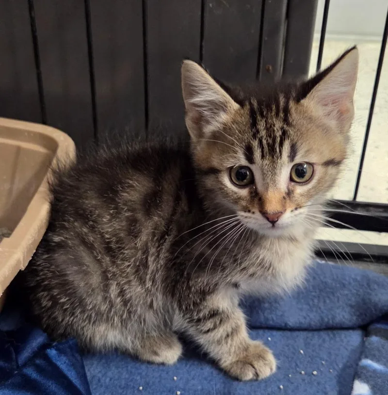 A baby small-sized male Domestic Short Hair cat named Clyde for adoption in Muskegon, MI