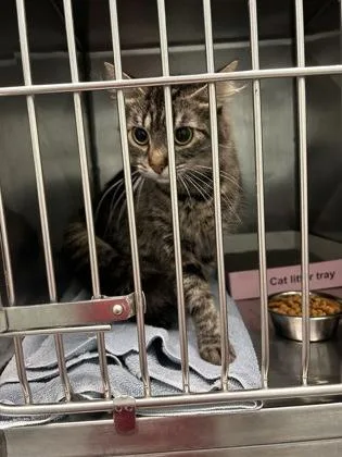 A young small-sized female Domestic Medium Hair cat named Tahini for adoption in Fishers, IN
