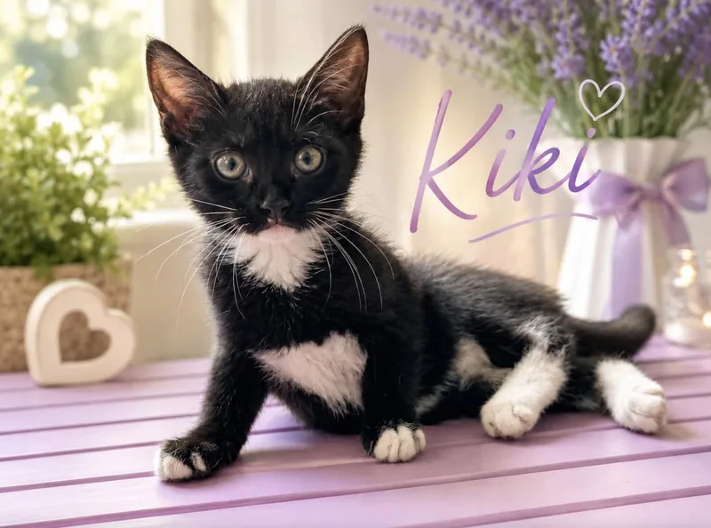 A baby small-sized female Domestic Short Hair cat named Kiki for adoption in Allen, TX