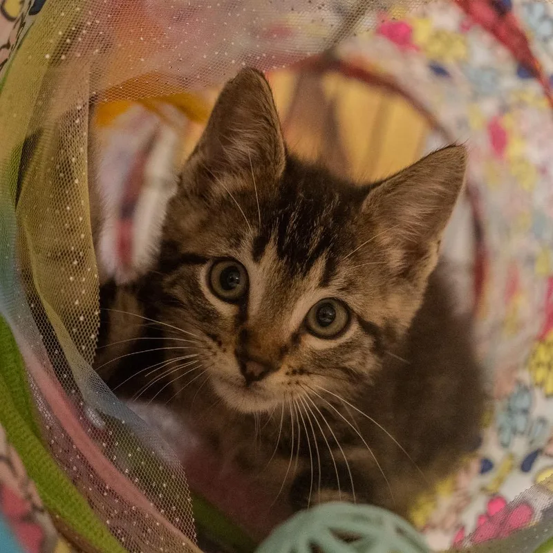 A baby small-sized male Gray / Blue / Silver Domestic Short Hair cat named Casey for adoption in Pawling, NY