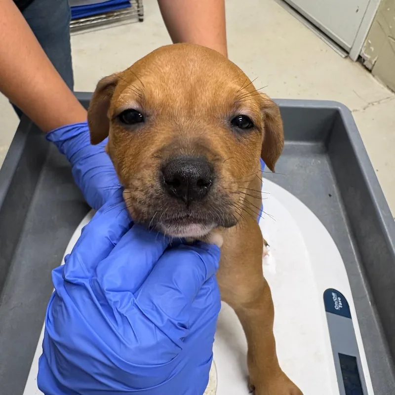 A baby small-sized female Yellow / Tan / Blond / Fawn Mixed Breed dog named Bullseye for adoption in Pensacola, FL
