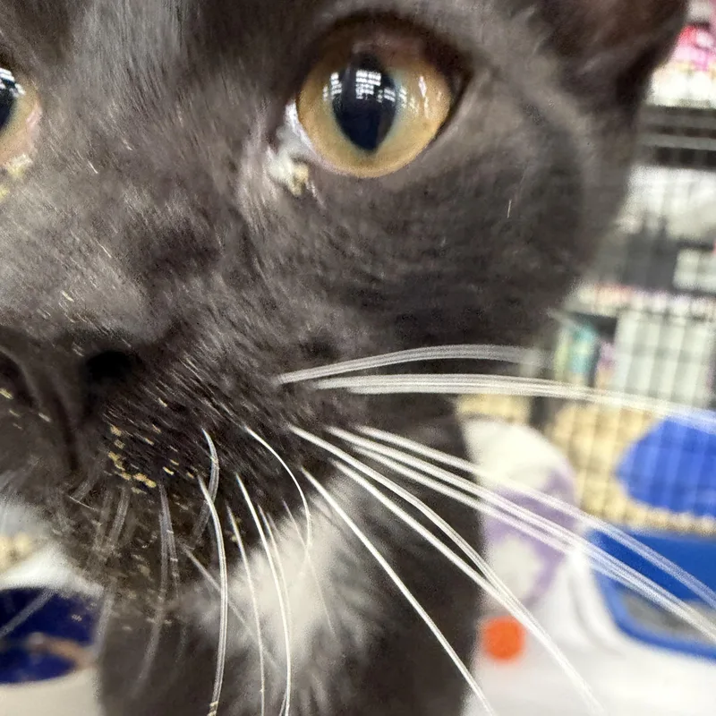 A baby medium-sized male Black & White / Tuxedo Domestic Short Hair cat named Sir Purr for adoption in Easley, SC
