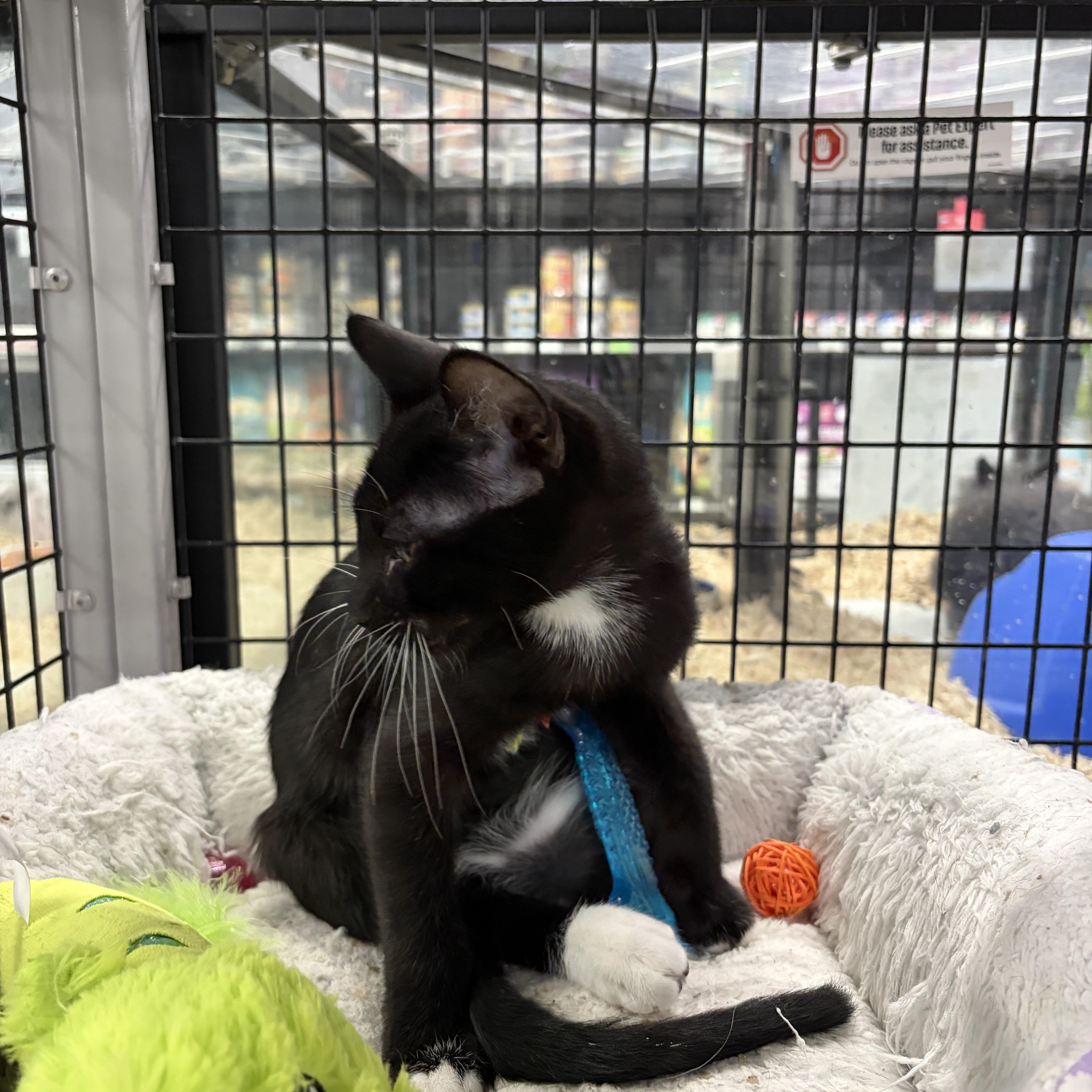 Sir Purr thumbnail 2