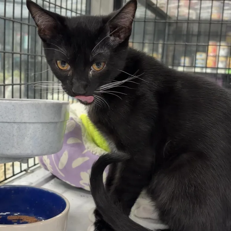 Sir Purr thumbnail 3