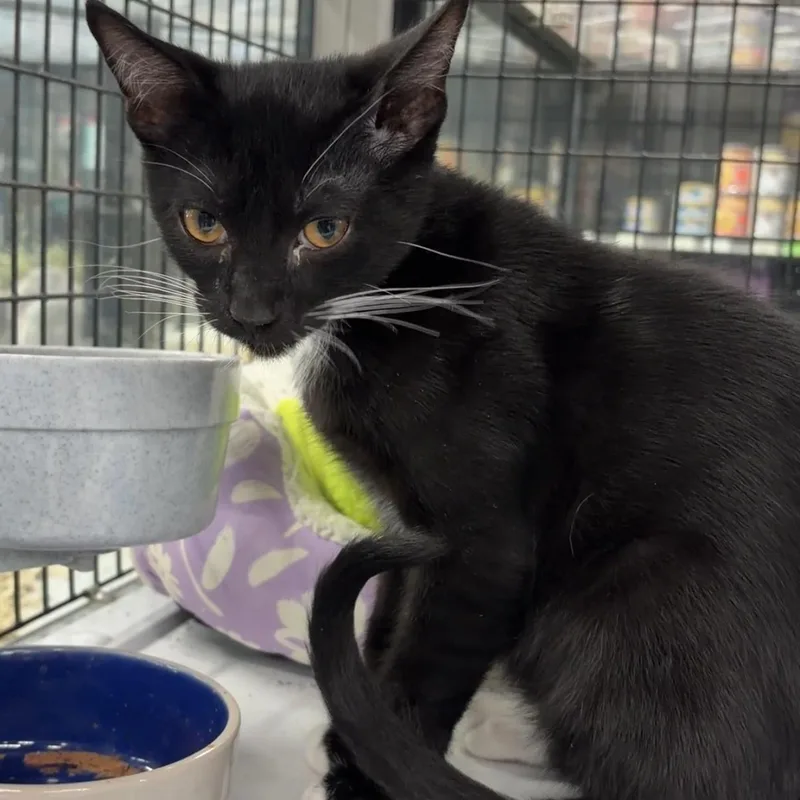 Sir Purr thumbnail 5