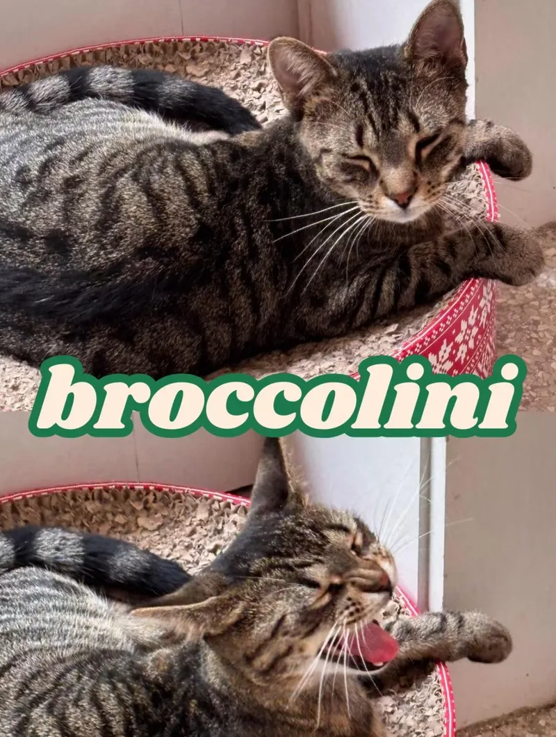 Broccolini thumbnail 2