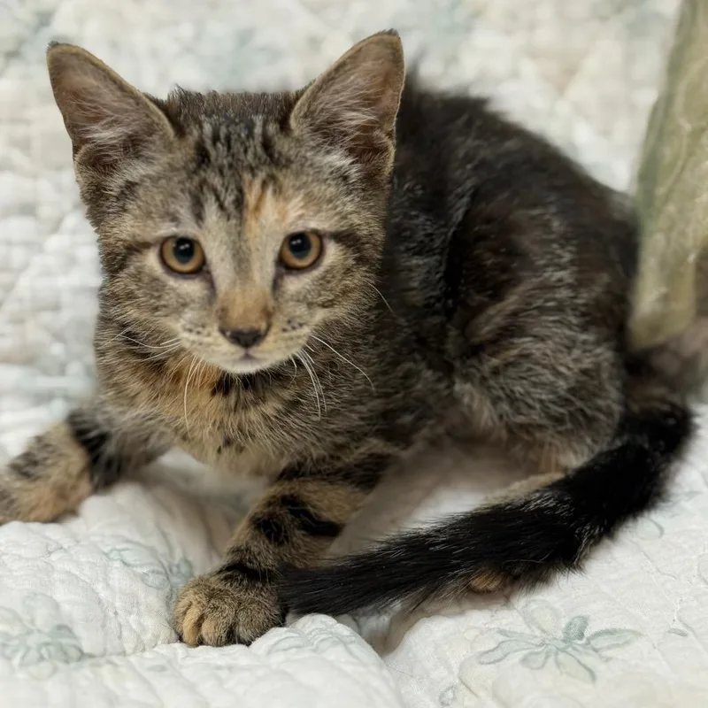 A baby small-sized female Tortoiseshell Domestic Short Hair cat named Dawn W Dusk for adoption in Flagstaff, AZ