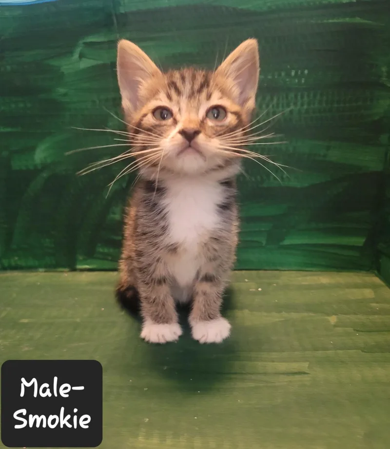 A baby small-sized male American Shorthair cat named Smokie for adoption in Heyburn, ID