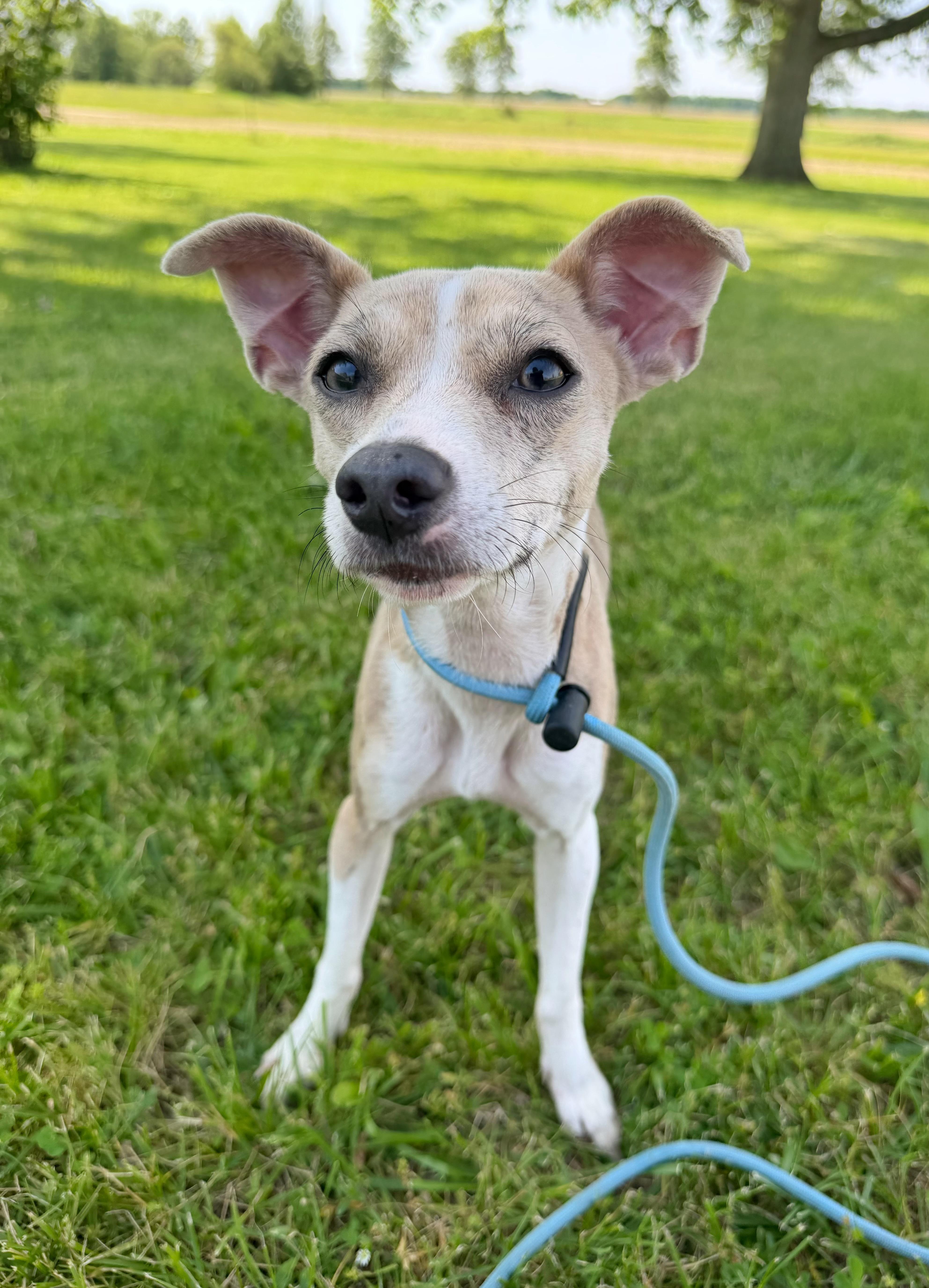 A young small-sized female Mixed Breed dog named Guppy for adoption in Indianapolis, IN