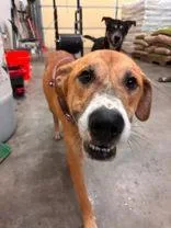 An adult medium-sized male Mixed Breed dog named Marco for adoption in Blue Springs, MO