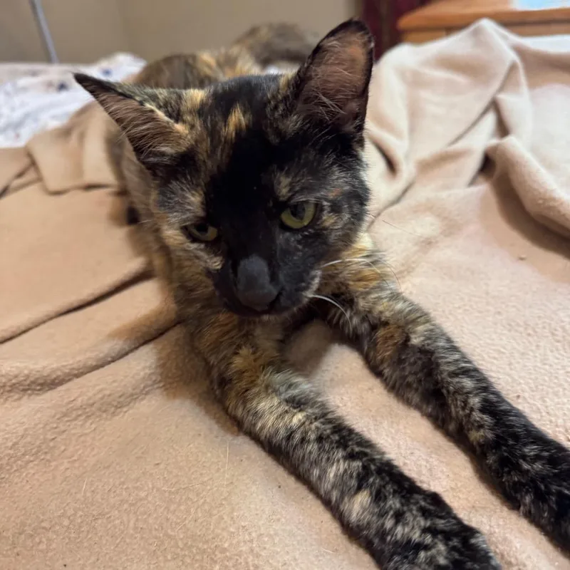 A young medium-sized female Calico Domestic Short Hair cat named Toes for adoption in Northbrook, IL