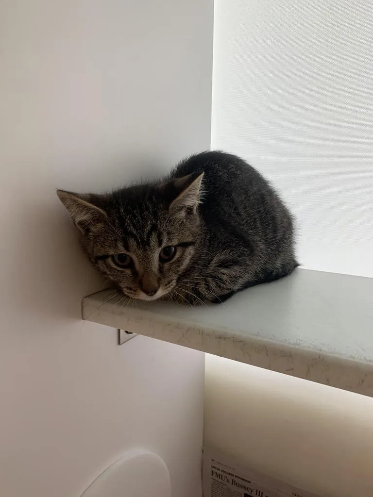 A baby medium-sized female Domestic Short Hair cat named Mira for adoption in Florence, SC