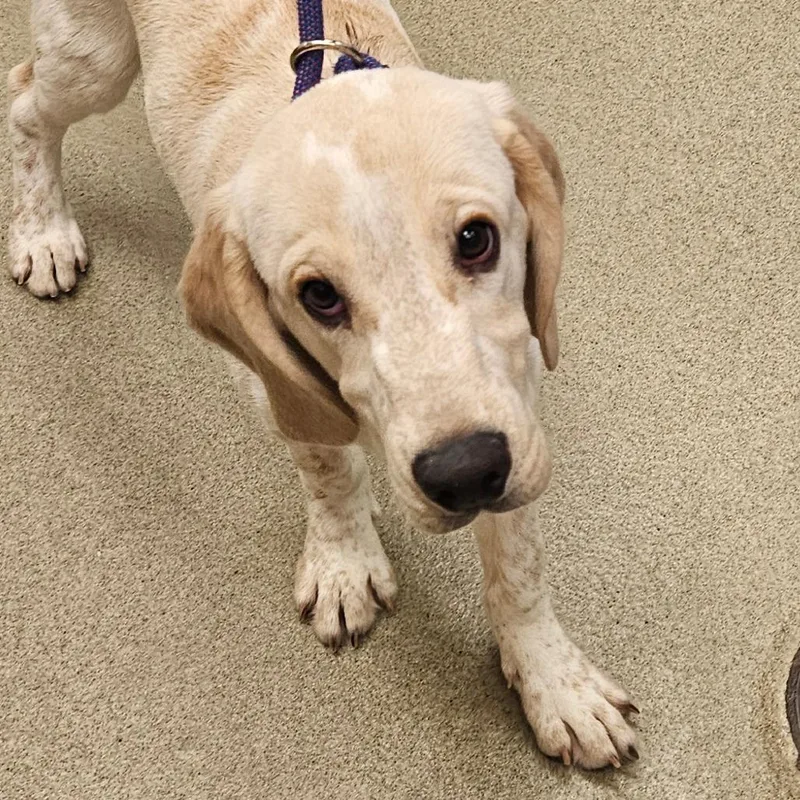 A baby medium-sized male Hound dog named Neptune for adoption in Birdsboro, PA