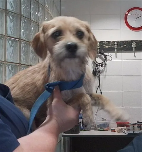 A young medium-sized female Cairn Terrier dog named Maggie May for adoption in Huntsville, AL