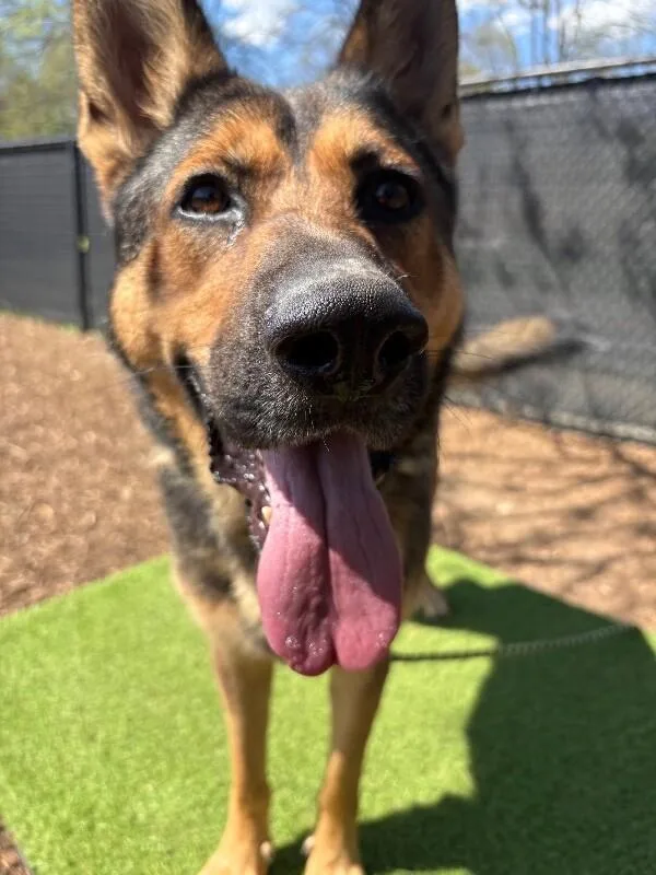 An adult large-sized male German Shepherd Dog dog named Lewis for adoption in Cincinnati, OH