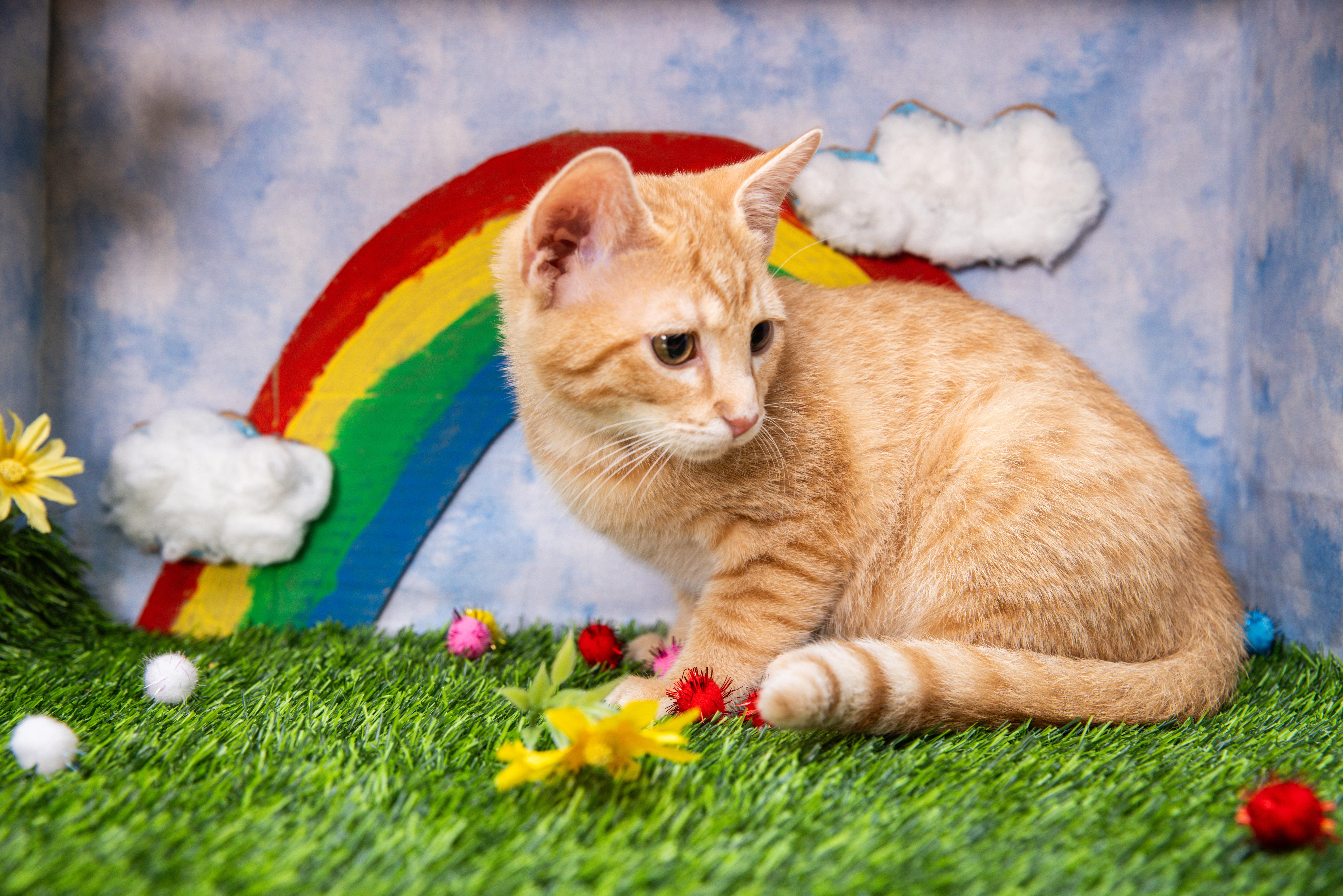 A baby large-sized male Tabby (Orange / Red) Domestic Short Hair cat named Burp for adoption in Avondale Estates, GA