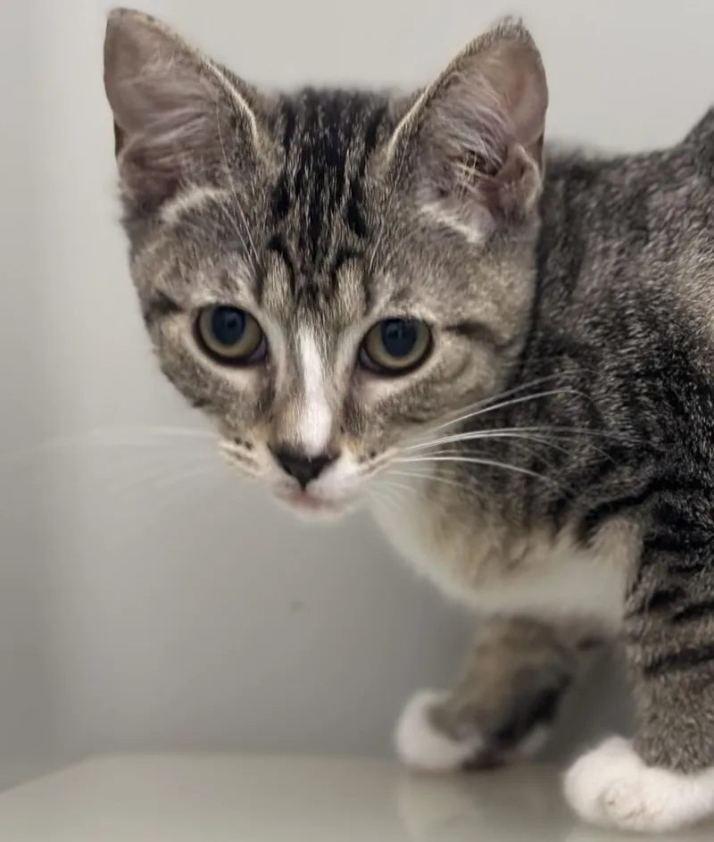 A baby small-sized female Tabby (Gray / Blue / Silver) Domestic Short Hair cat named Champagne for adoption in Stafford, VA