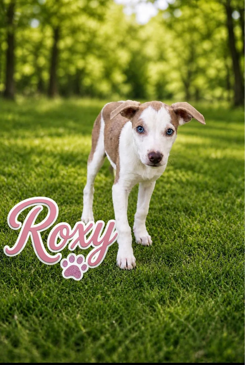 Roxy thumbnail 3