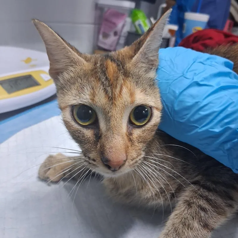 An adult medium-sized female Domestic Short Hair cat named Cherry for adoption in Summerville, SC