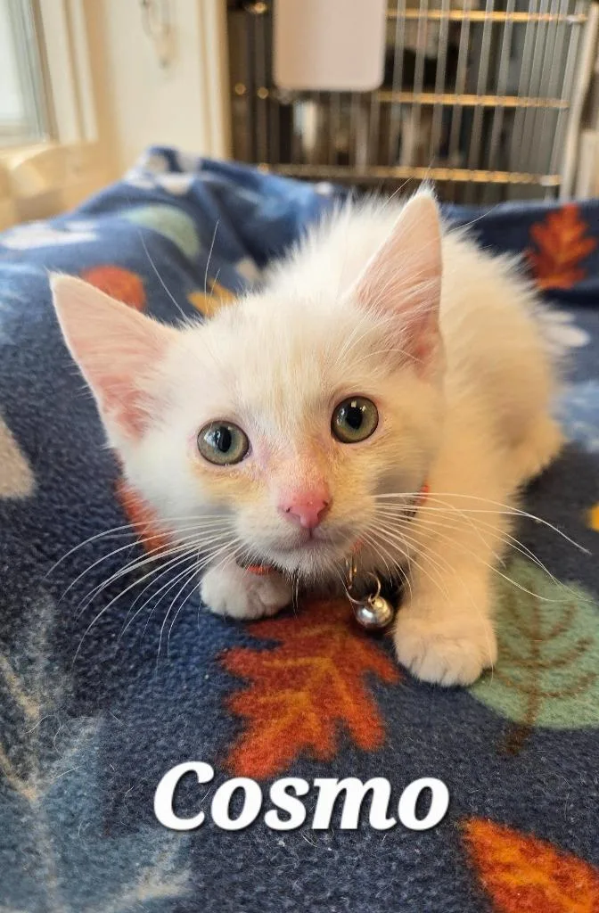 A baby small-sized male Domestic Short Hair cat named Cosmo for adoption in Sidney, OH