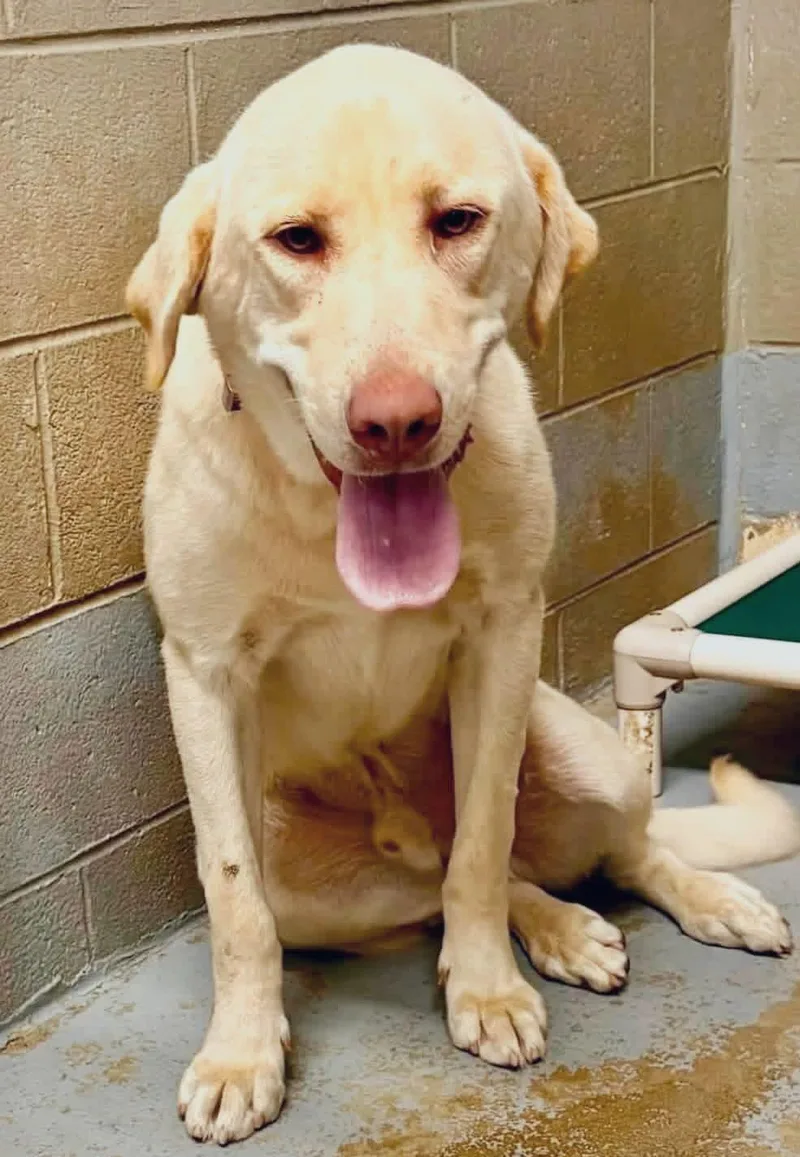 An adult large-sized male Yellow / Tan / Blond / Fawn Labrador Retriever dog named Ben for adoption in Elkton, MD