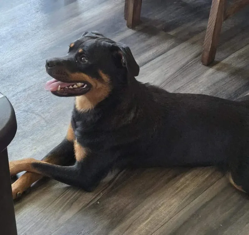 A young medium-sized female Rottweiler dog named Zola for adoption in Polk, OH