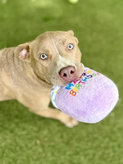 A young medium-sized female Terrier dog named Kim K for adoption in Picayune, MS