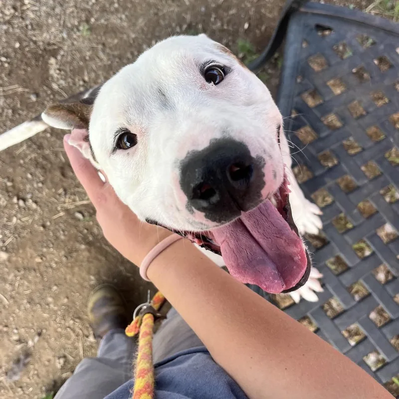 An adult medium-sized male White / Cream Mixed Breed dog named Cano for adoption in Spokane, WA