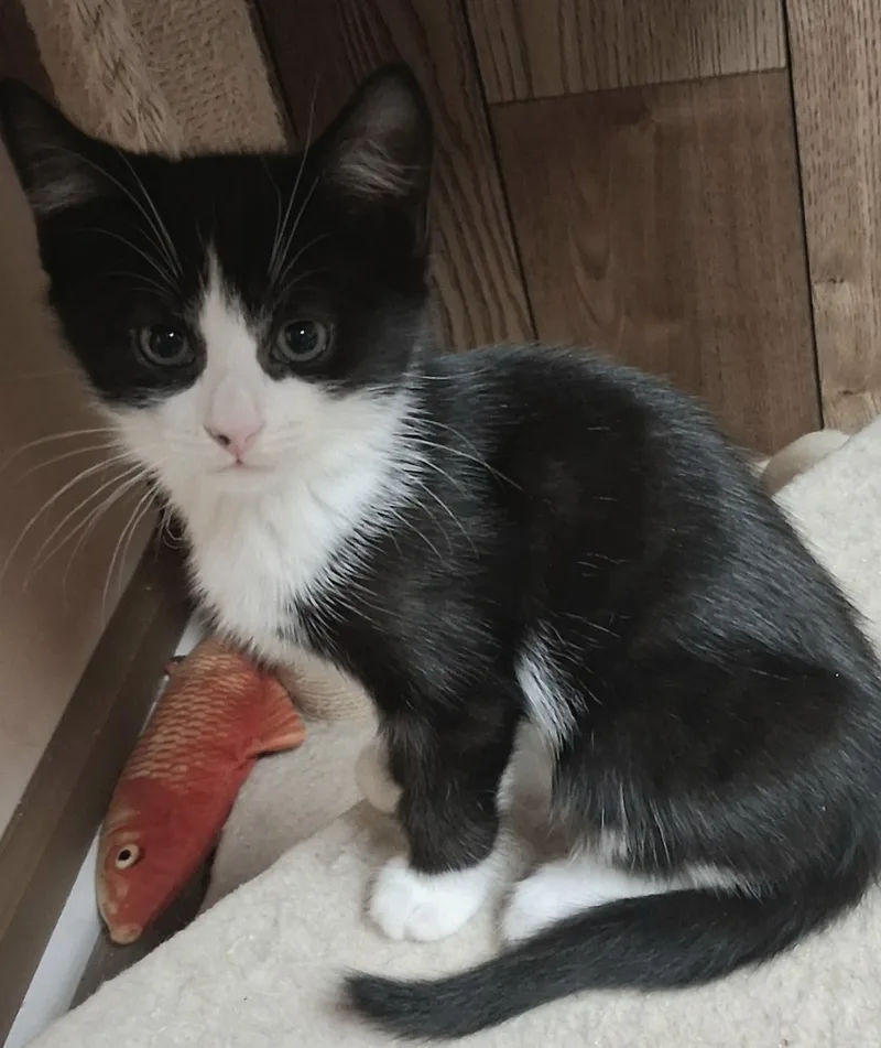A baby medium-sized male Black & White / Tuxedo Domestic Short Hair cat named Winnie for adoption in Wayne, NJ