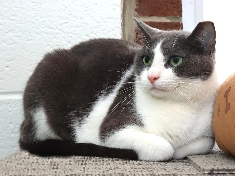 Gracie