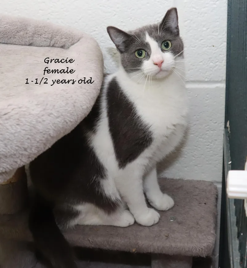 Gracie thumbnail 5