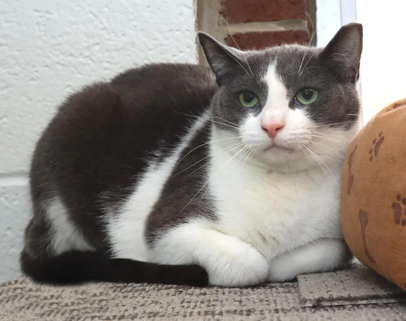 Gracie thumbnail 6