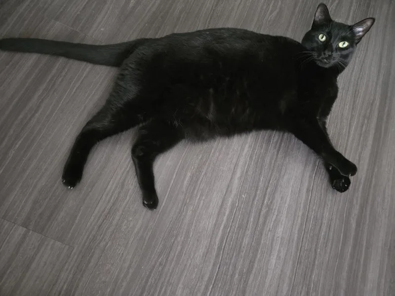 An adult medium-sized female Black Domestic Short Hair cat named Nalia Rain for adoption in Chandler, AZ