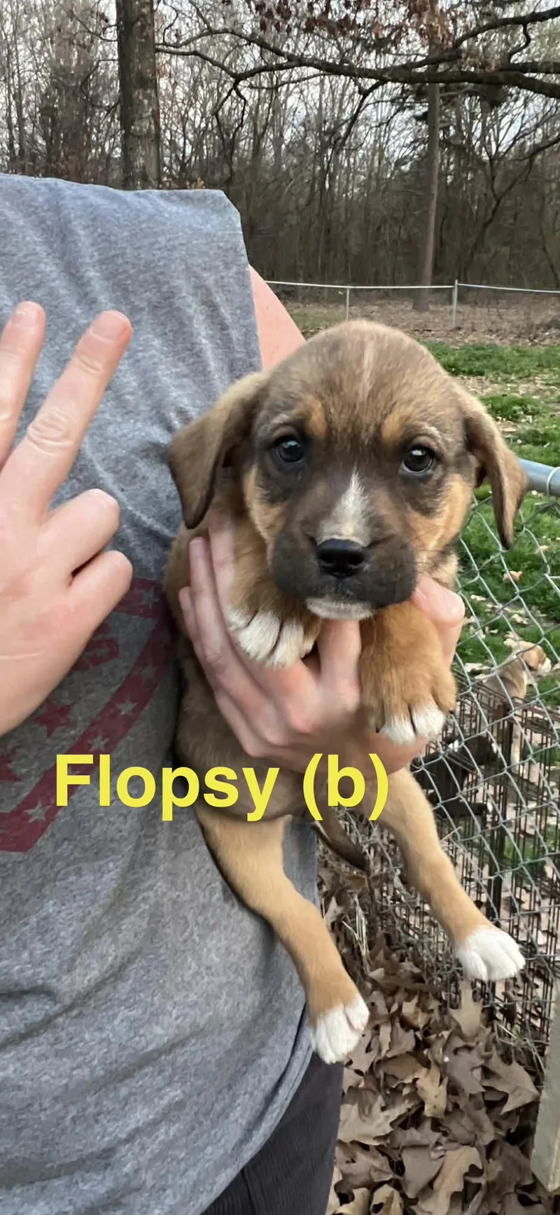 Flopsy