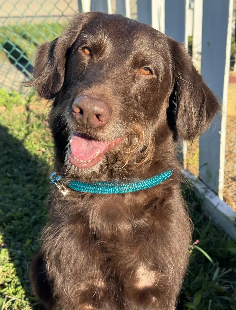 An adult large-sized male Brown / Chocolate Labrador Retriever dog named Reggie for adoption in Anderson, IN