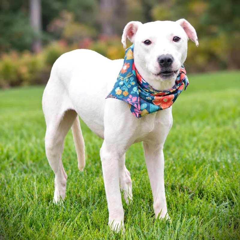 A young medium-sized female White / Cream Terrier dog named Sprinkles for adoption in Amsterdam, NY