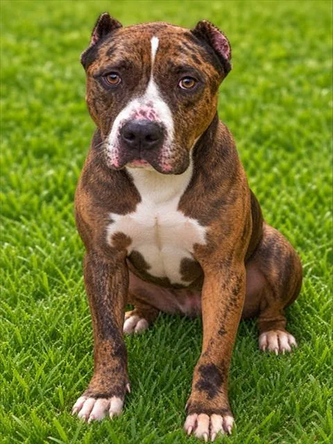 A young large-sized male Pit Bull Terrier dog named Shabazz for adoption in Upper Marlboro, MD