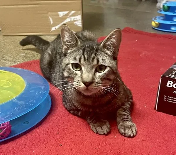 An adult small-sized male Domestic Short Hair cat named Sushi for adoption in Oceanside, CA