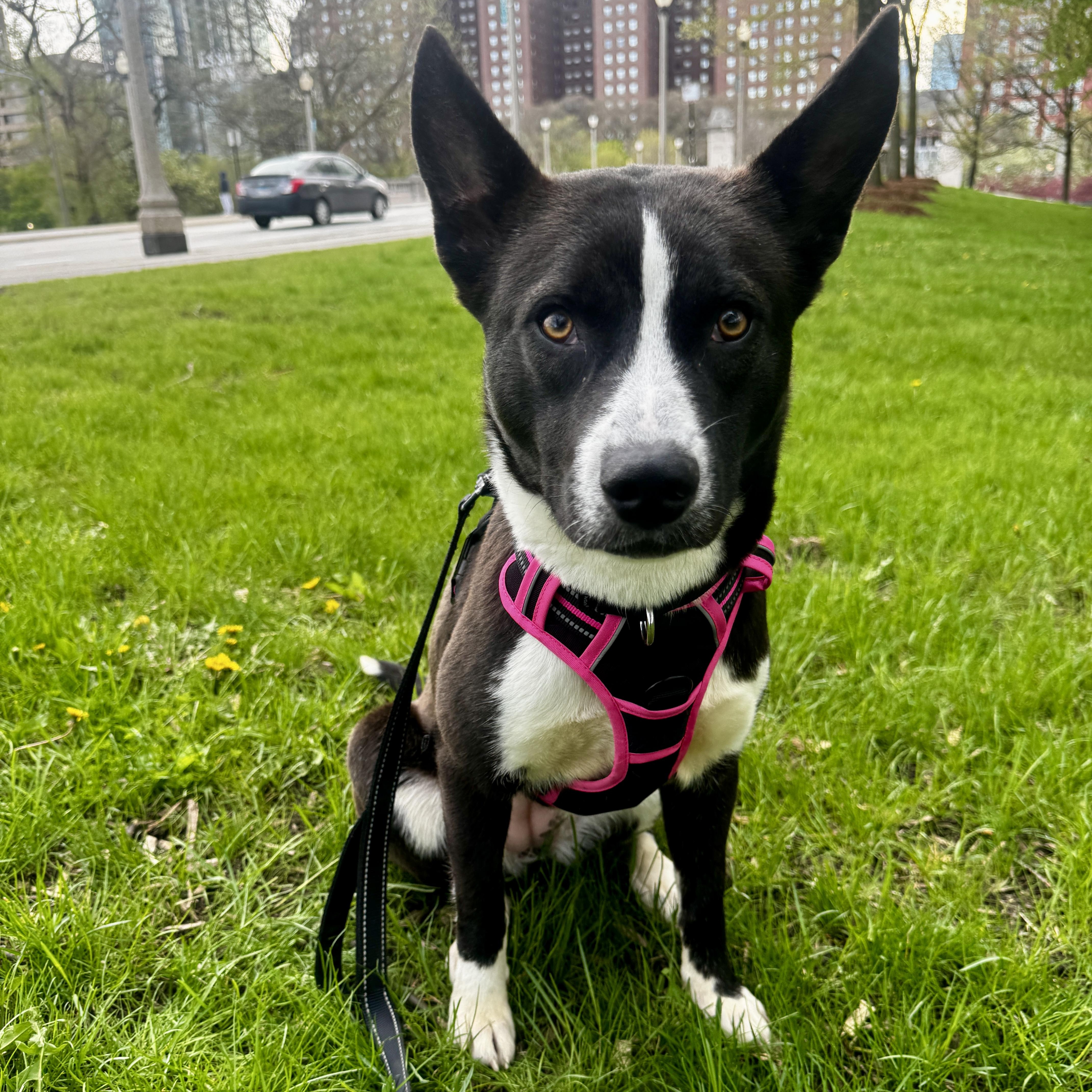 An adult medium-sized female Black Mixed Breed dog named Ebony for adoption in Chicago, IL