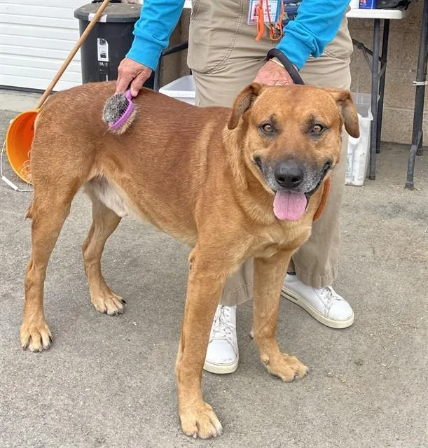 A senior large-sized male Pit Bull Terrier dog named Miguel for adoption in Camarillo, CA