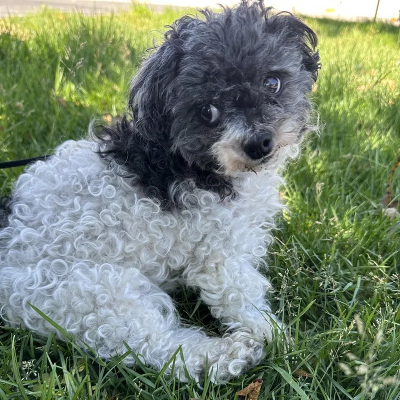A senior small-sized male Gray / Blue / Silver Miniature Poodle dog named Bandit for adoption in Bend, OR