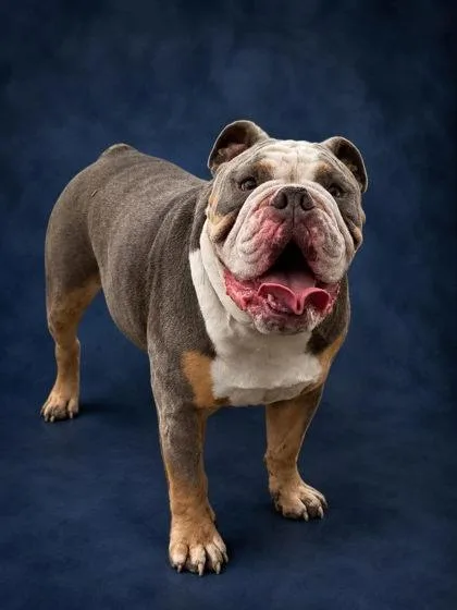 Dozer