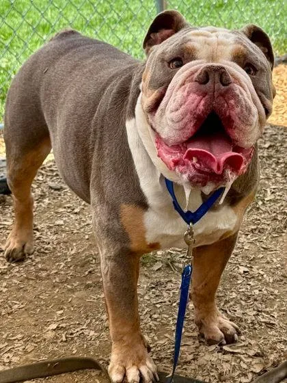 Dozer thumbnail 2