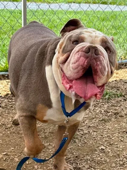 Dozer thumbnail 3