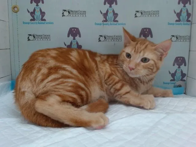 Tigger