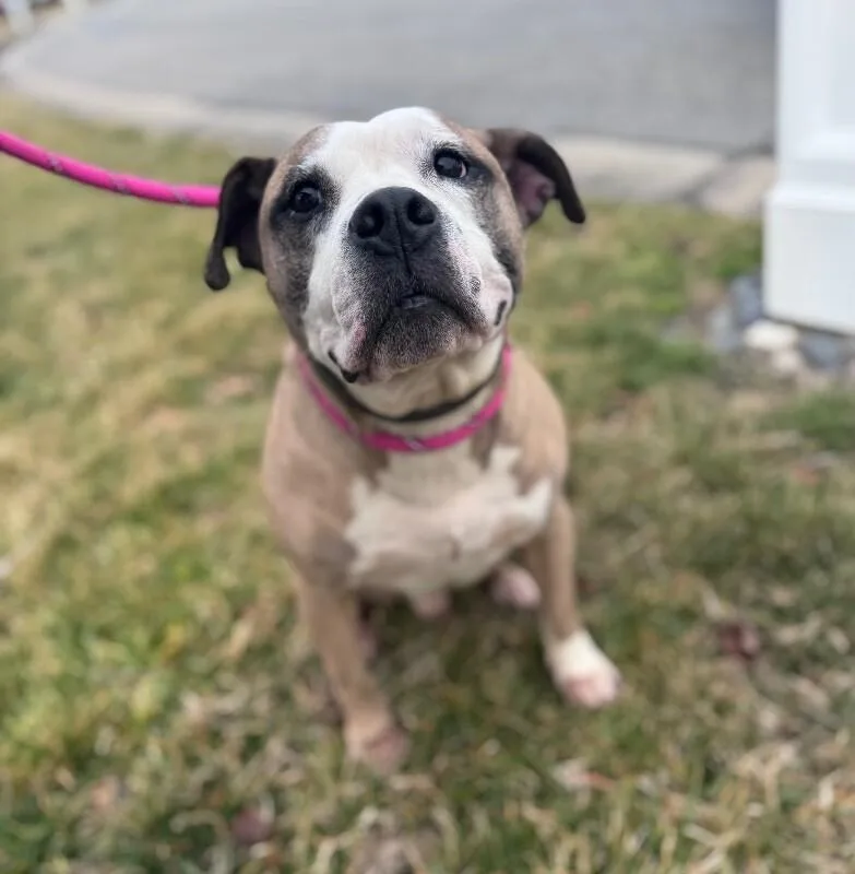An adult large-sized male Yellow / Tan / Blond / Fawn Boxer dog named Zeus for adoption in Disputanta, VA